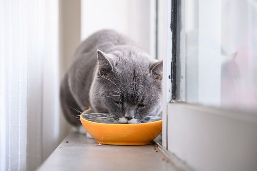 A grey cat eating from a yellow bowl placed on a windowsill.